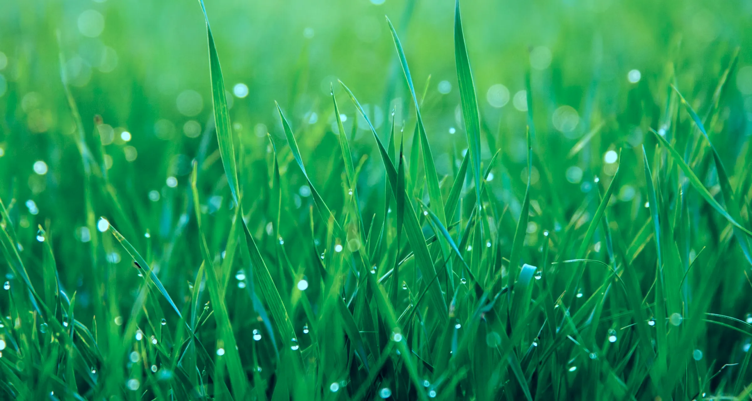 New Pricing Strategy Added 60% to ShroomID’s ARPPU After 3 Months with Applica