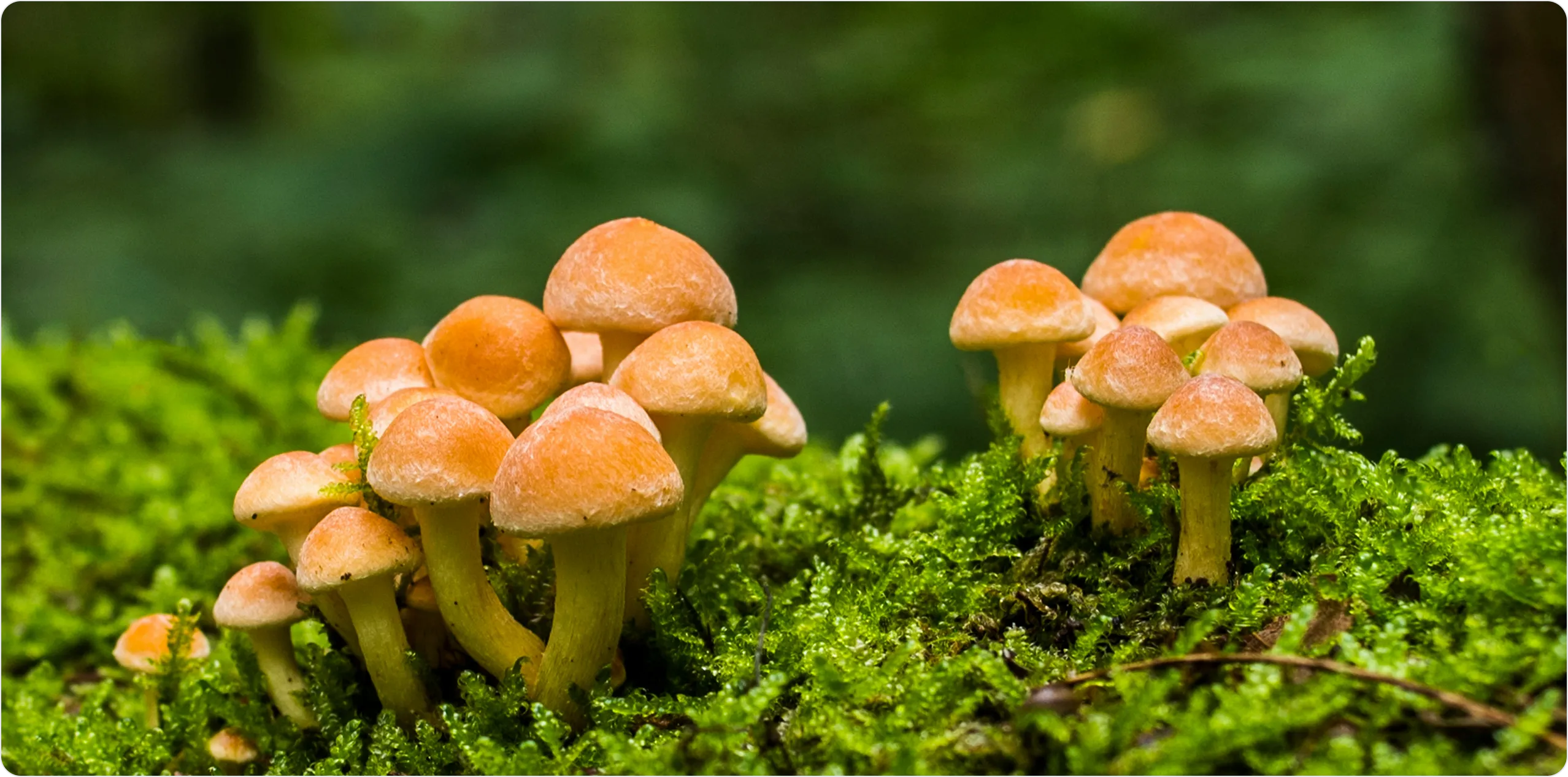 ShroomID app preview over mushrooms and moss